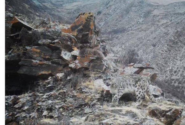 雪豹、东北虎种群持续增长，中国野生动植物保护“buff拉满”